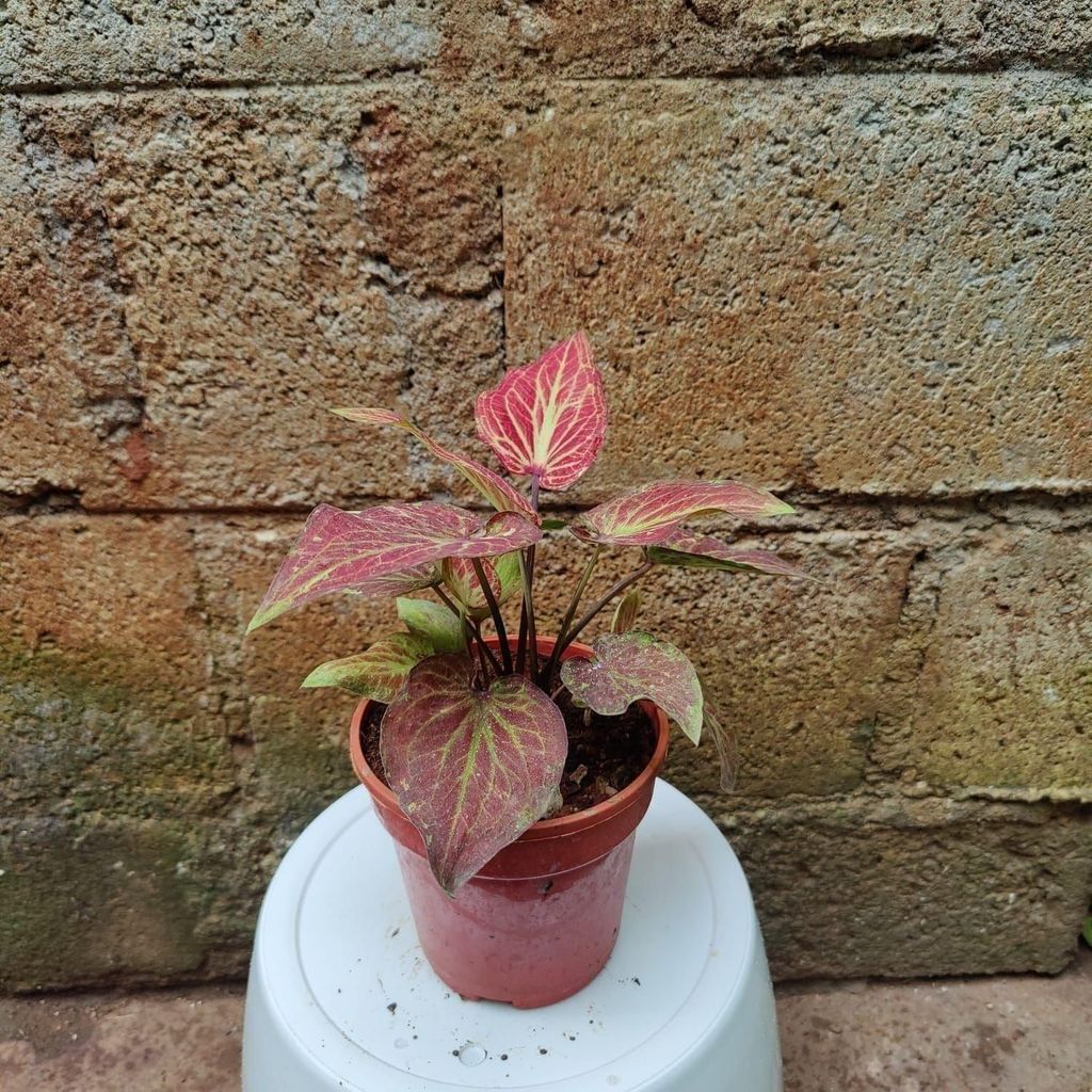 Buy Caladium In 6 Inch Ceramic Pot Online | Urvann.com Caladium in 6 Inch Nursery Pot