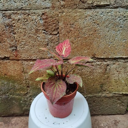 Buy Caladium In 6 Inch Ceramic Pot Online | Urvann.com
