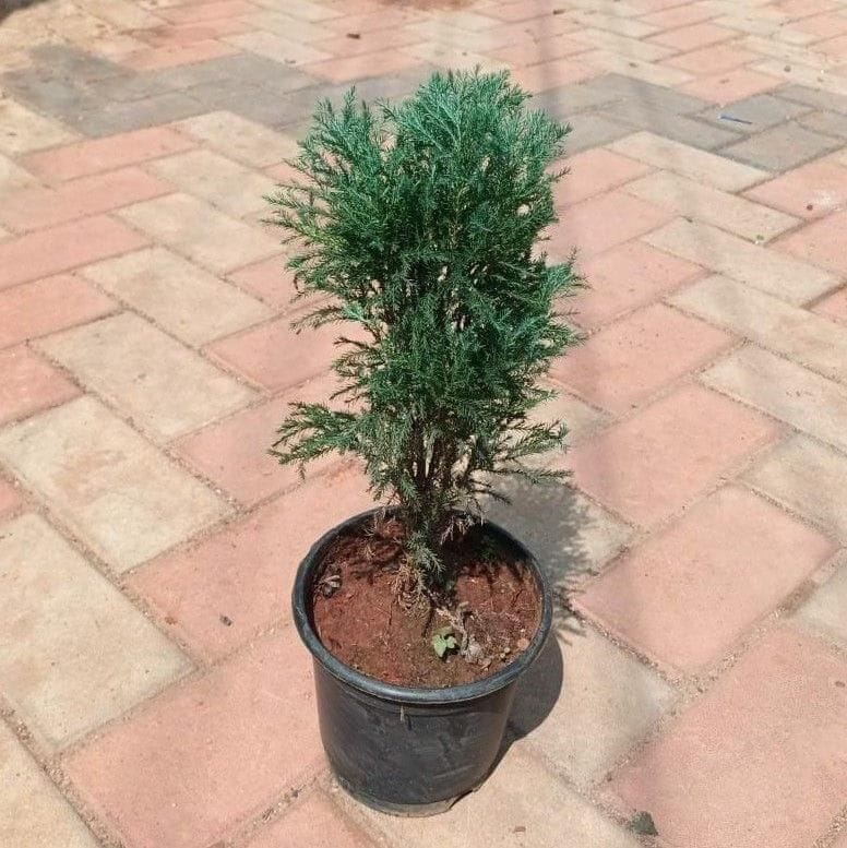 Thuja / Cypress in 6 Inch Nursery Pot Thuja / Cypress in 6 Inch Nursery Pot