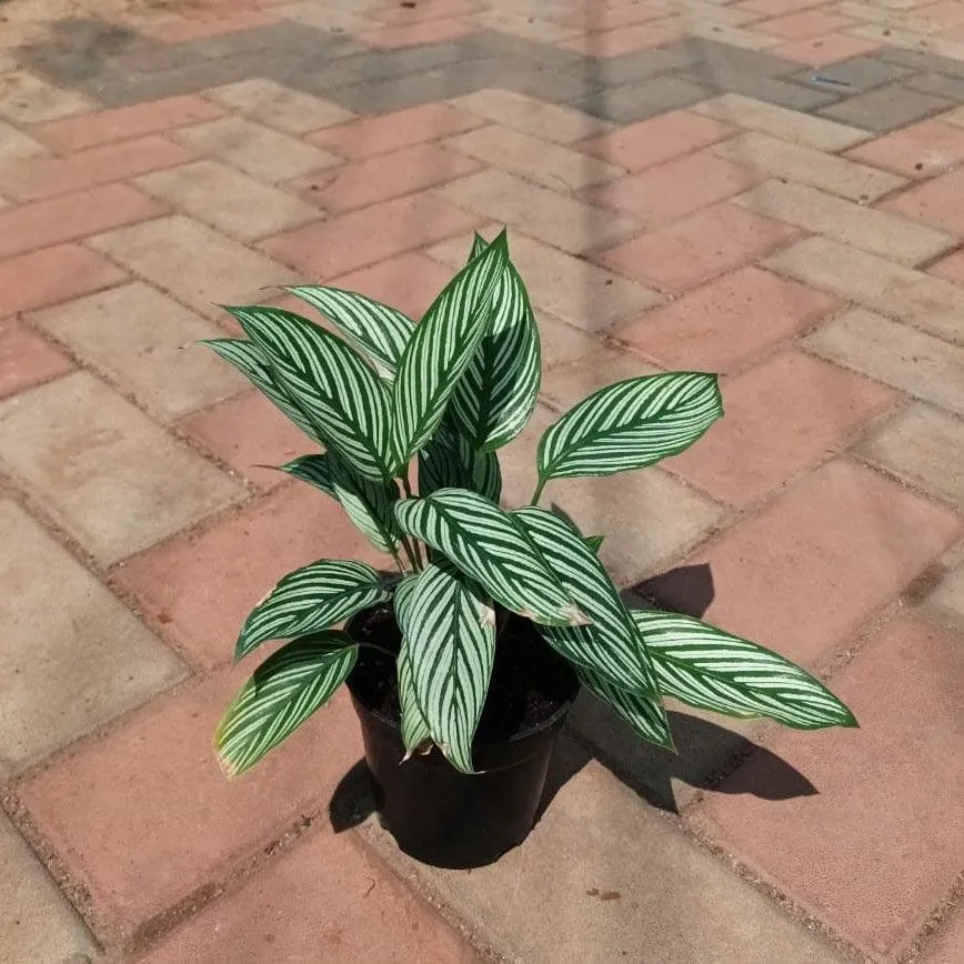 Exotic Calathea Majestica in 4 Inch Nursery Pot