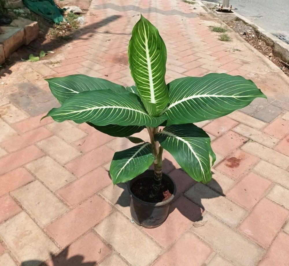 Dieffenbachia Sterling Large in 7 Inch Nursery Pot