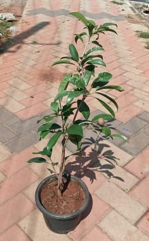Chikoo Plant in 10 Inch Nursery Pot