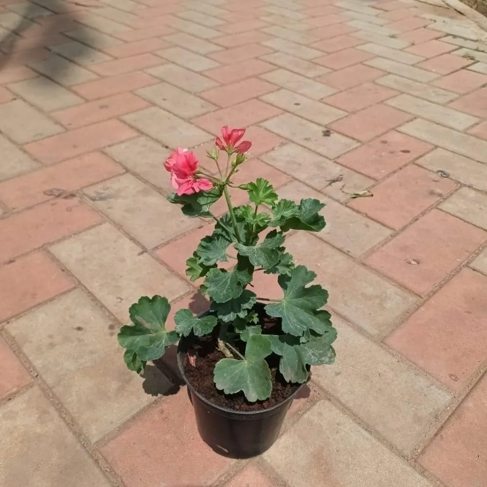 Garden Geranium (any colour) in 5 Inch Nursery Pot
