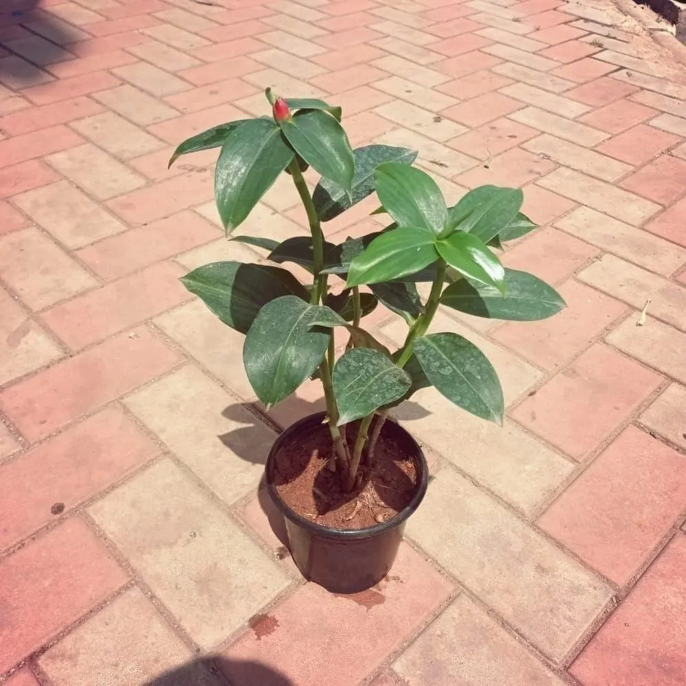Sugar Plant in 5 Inch Nursery Pot