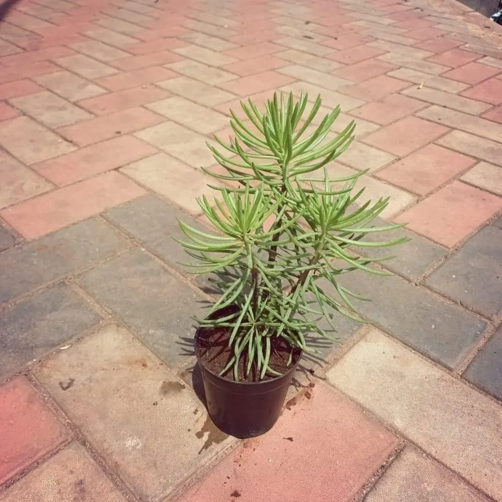 Sanecio Bebertonicus Succulent in 4 Inch Nursery Pot