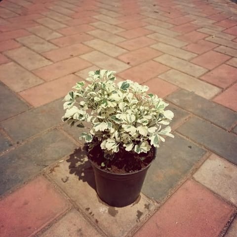 Aralia Golden in 5 Inch Live Plant Nursery Pot (colour may vary)