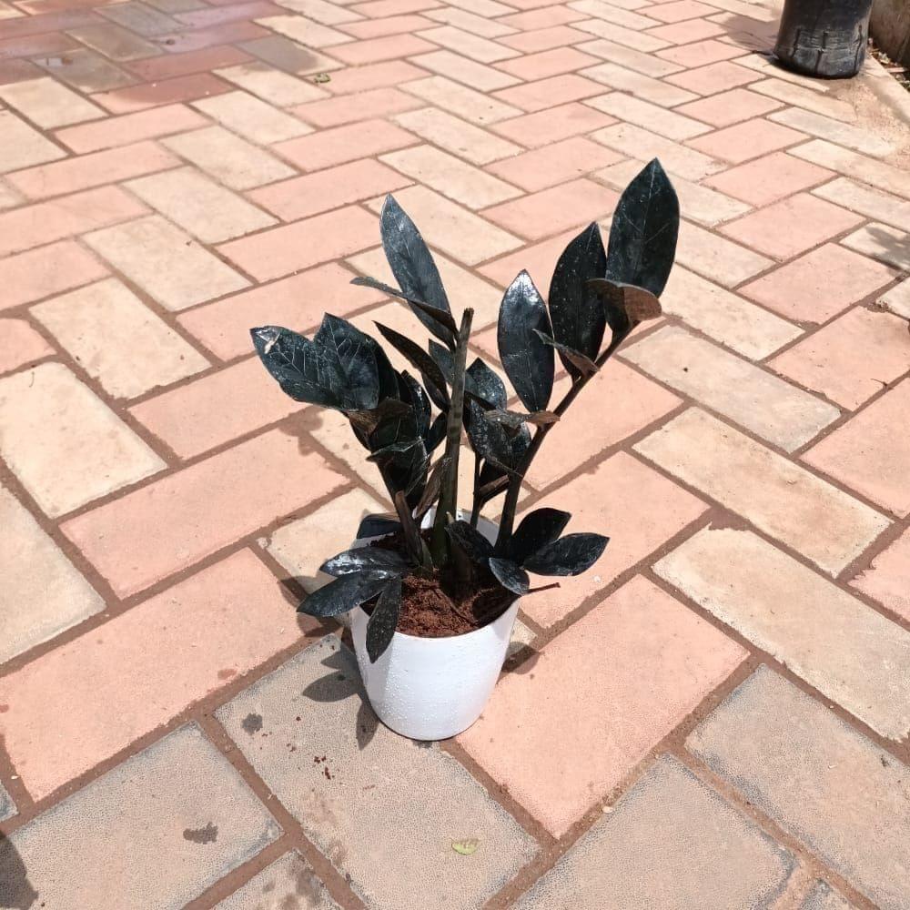 Zz Black in 5 Inch Elegant Plastic Pot (colour may vary) Zz Black in 5 Inch Elegant Plastic Pot (colour may vary)