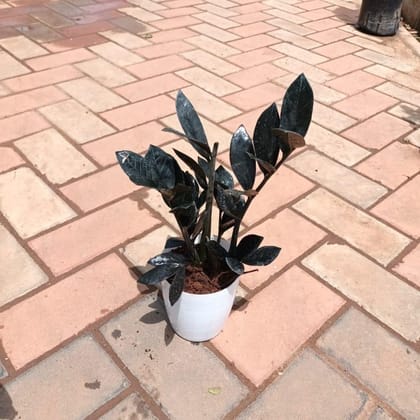 Zz Black in 5 Inch Elegant Plastic Pot (colour may vary)