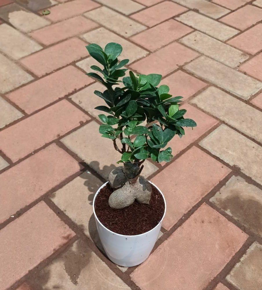 Ficus Bonsai in 5 Inch Elegant Plastic Pot (colour may vary) Ficus Bonsai in 5 Inch Elegant Plastic Pot (colour may vary)