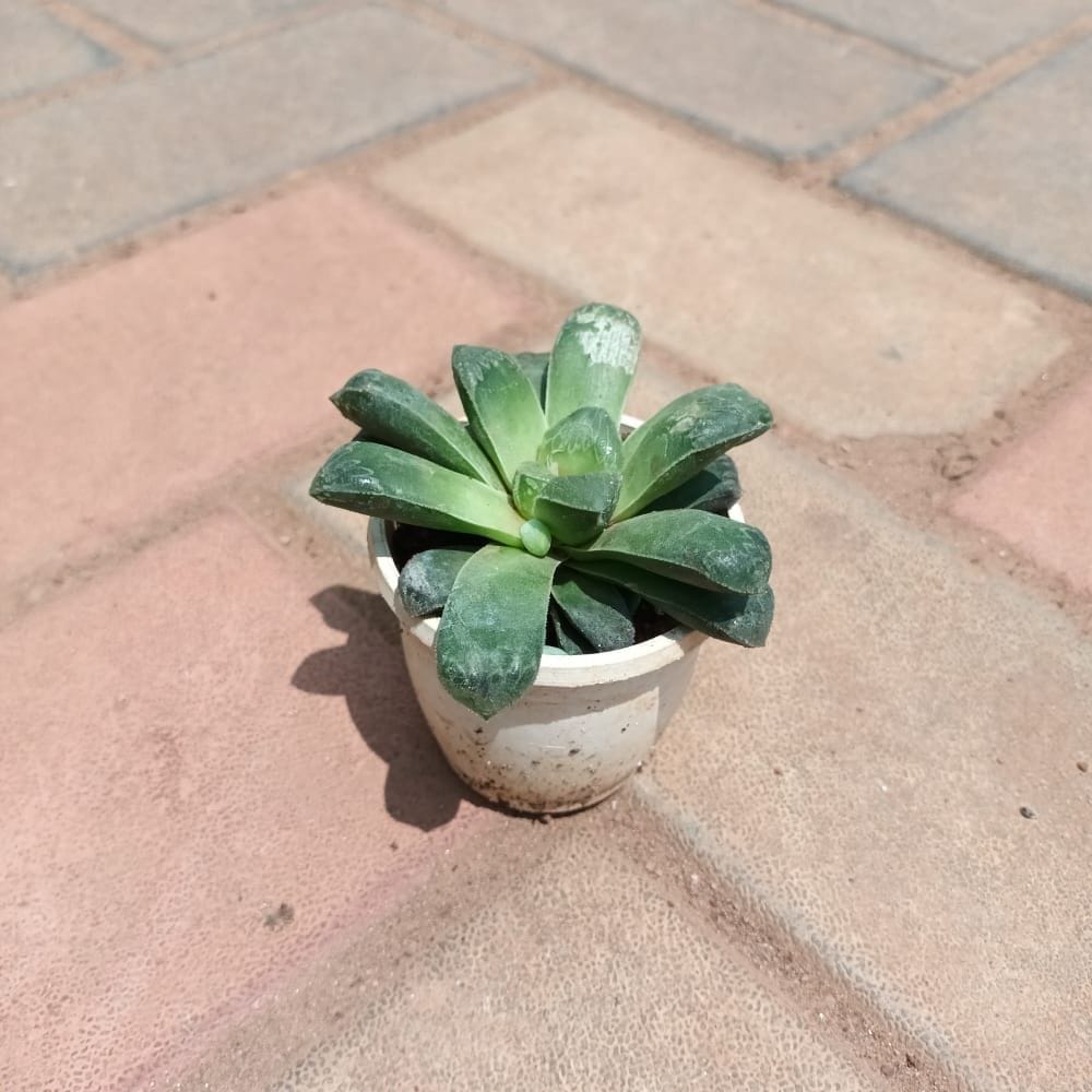Hawortiya Truncata Succulent in 3 Inch Nursery Pot