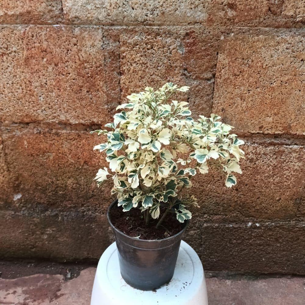 Aralia White in 4 Inch Nursery Pot