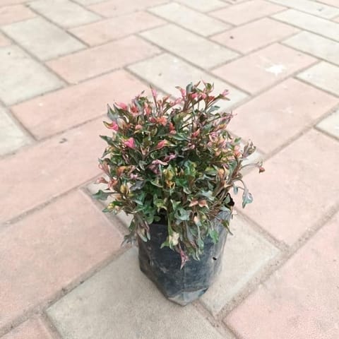 Alternanthera Dentata in 4 Inch Live Plant Nursery Bag