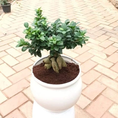 Ficus Bonsai in 12 Inch Live Plant Handi Ceramic Planter (anycolour)