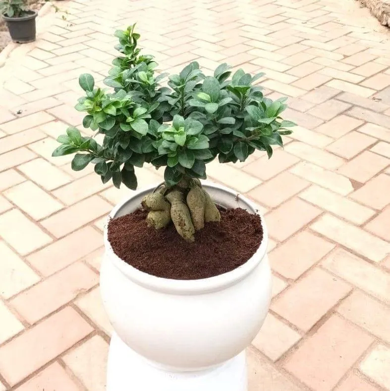 Ficus Bonsai in 12 Inch Handi Ceramic Planter (anycolour)