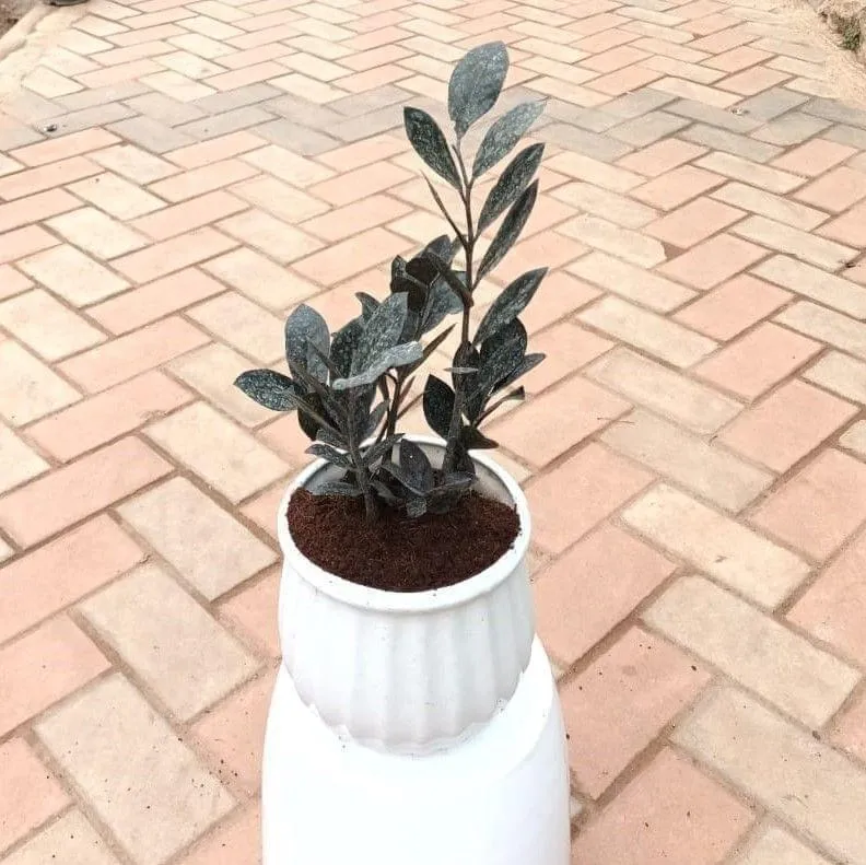 Zz black in 8 Inch Lines Ceramic Pot
