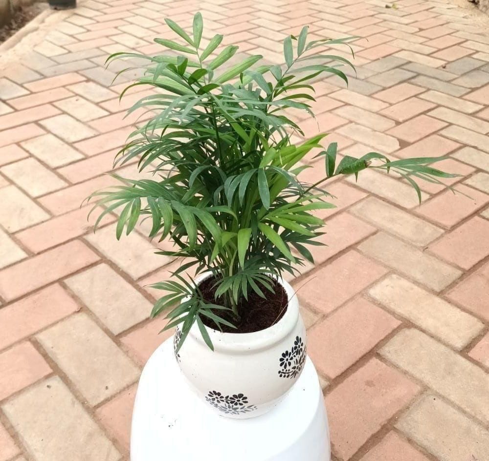 Chamaedorea Palm in 6 inch Ceramic Handi