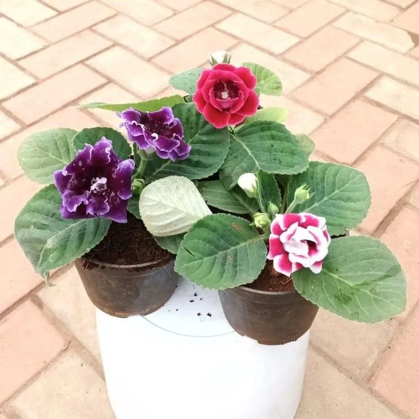Set of 3 - Gloxina (any colour) in 4 Inch Nursery Pot