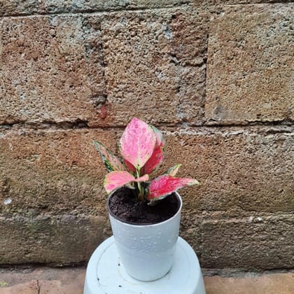 Buy Aglaonema Lipstick in 4 Inch Premium Plastic Pot (any colour) Online | Urvann.com