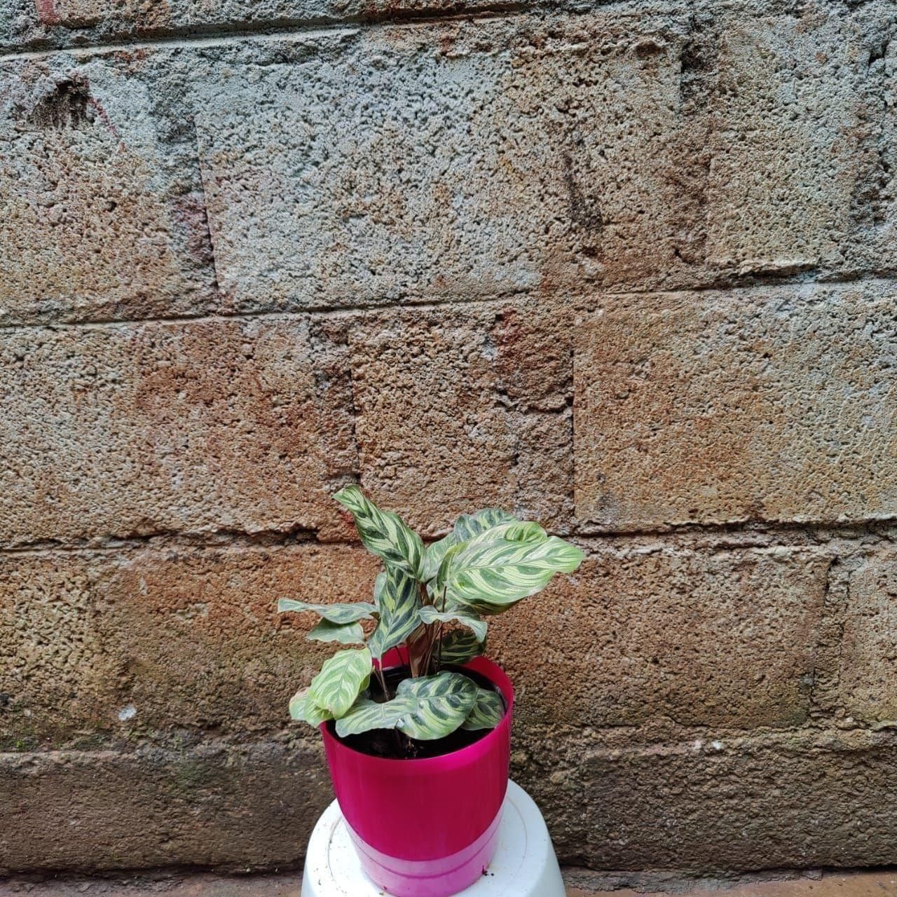 Exotic Calathea in 6 Inch Premium Plastic Pot (any colour)