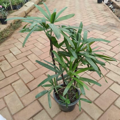 Buy Raphis Palm in 6 Inch Plastic Pot Online | Urvann.com