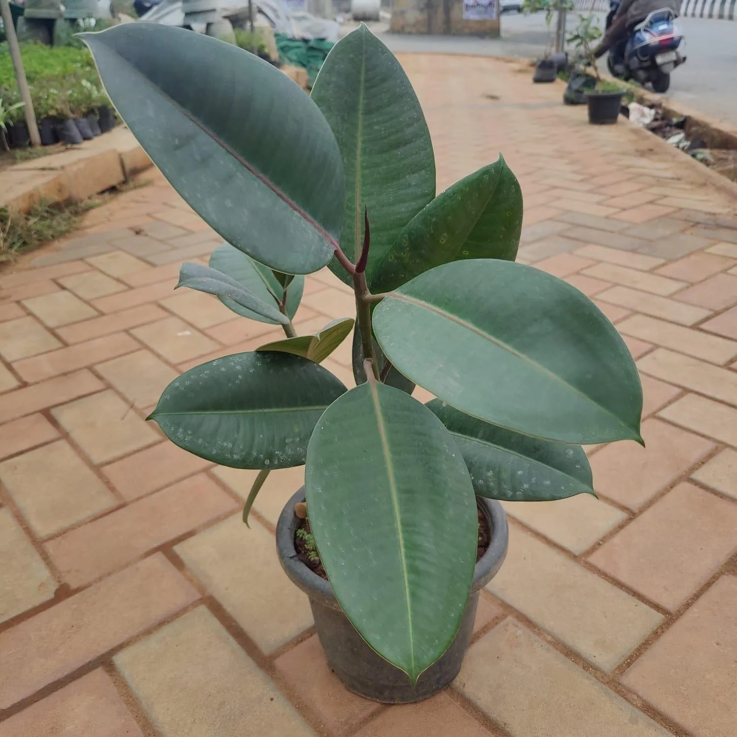 Rubber Green in 8 Inch Nursery Pot