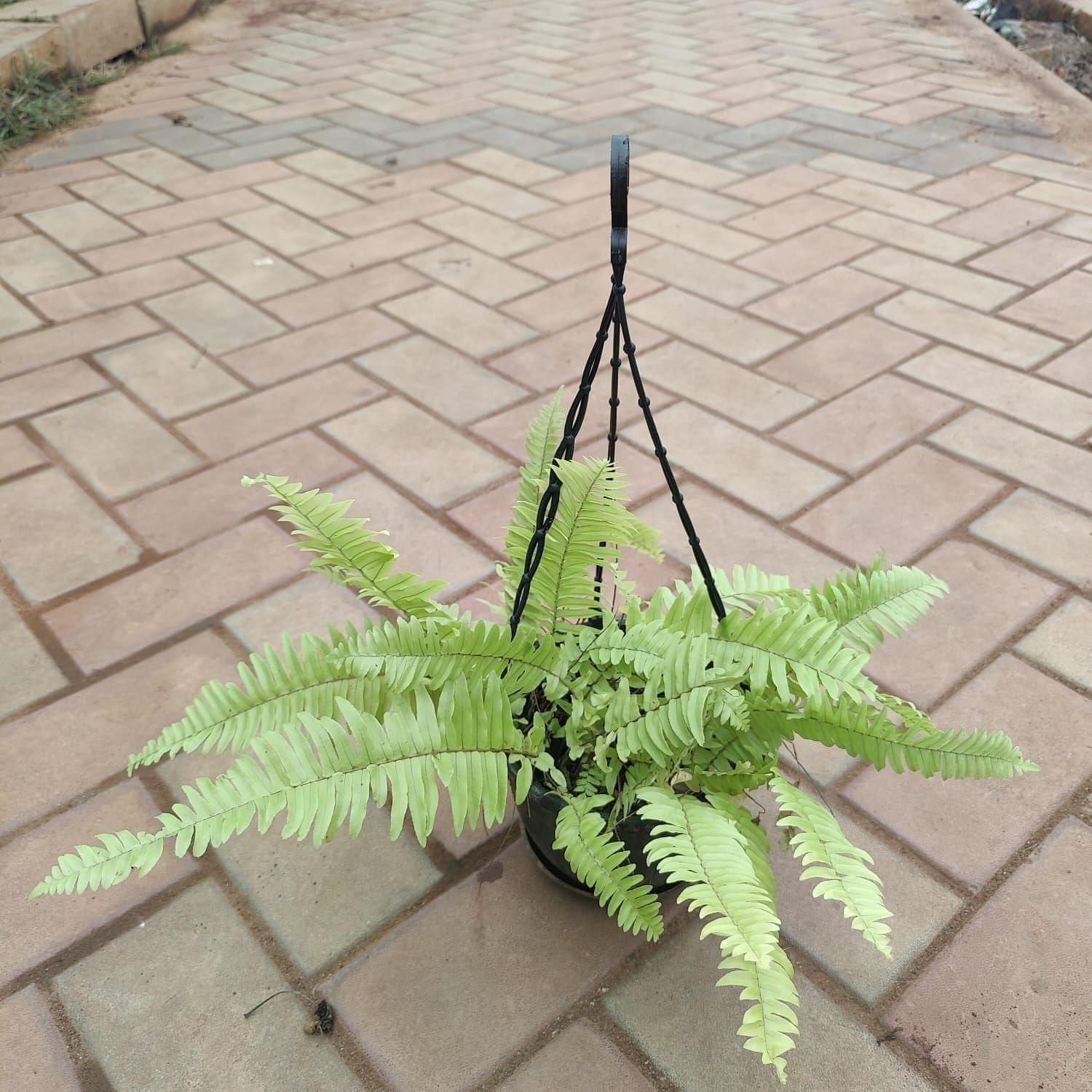 Fern Golden in 6 Inch Hanging Pot