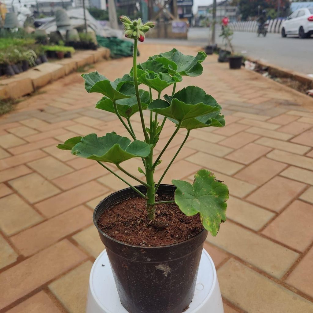 Buy Geranium (any colour) in 6 Inch Plastic Pot Online | Urvann.com Geranium (any colour) in 6 Inch Nursery Pot