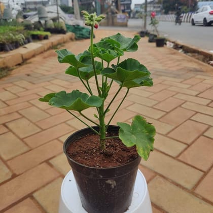 Buy Geranium (any colour) in 6 Inch Plastic Pot Online | Urvann.com