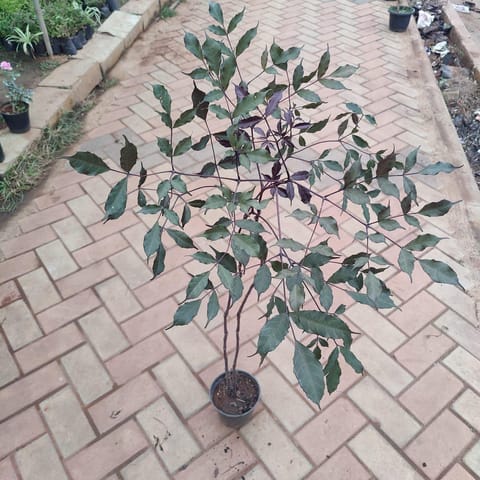 Burgundy Plant in 6 Inch Nursery Pot