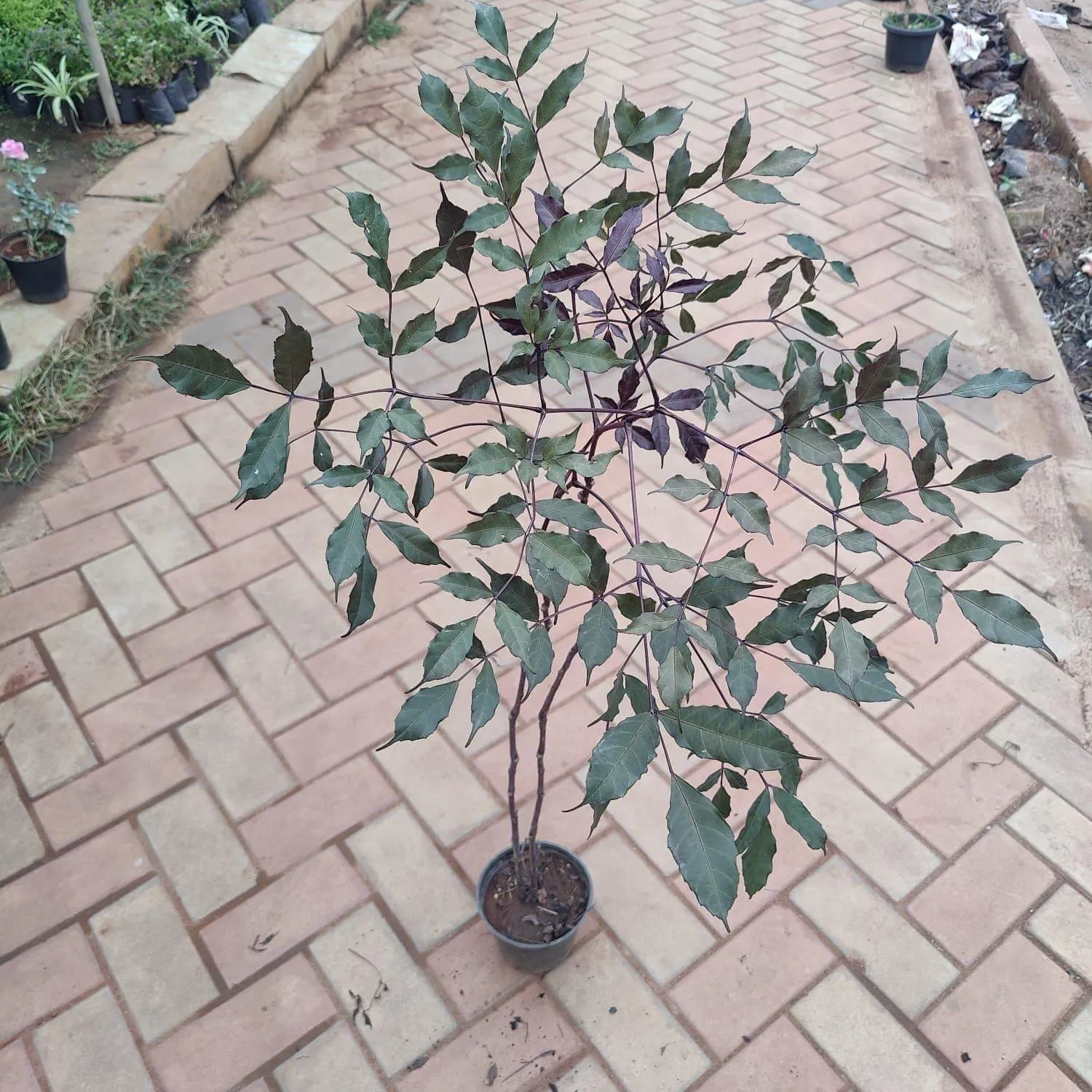 Burgundy Plant in 6 Inch Nursery Pot