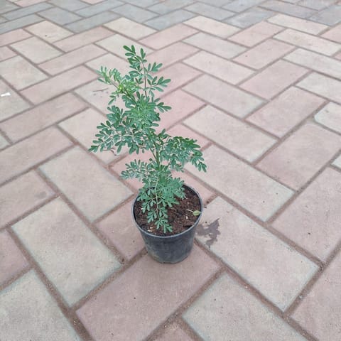 Nagdadi in 5 Inch Nursery Pot