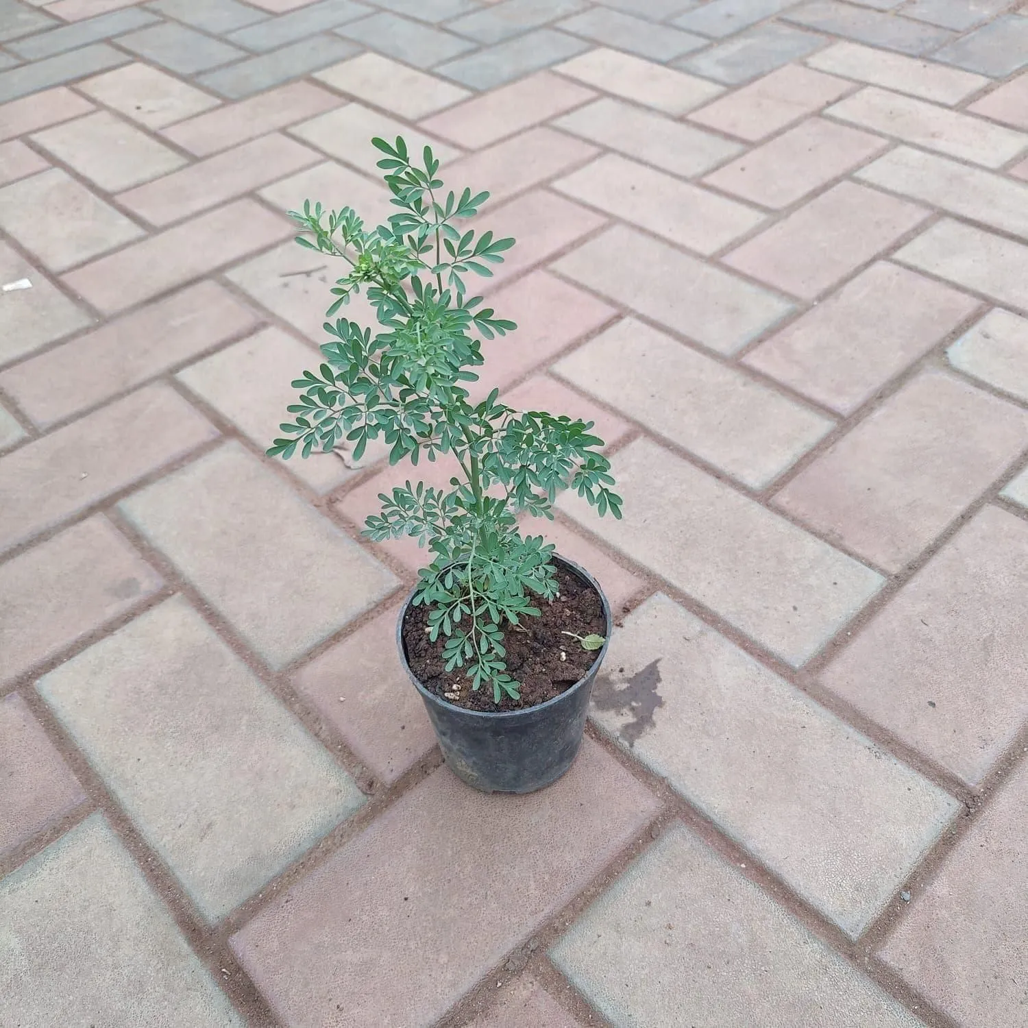 Nagdadi in 5 Inch Nursery Pot
