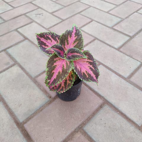 Coleus Tricolour in 4 Inch Live Fresh Plant Nursery Pot in Dlf Phase 1