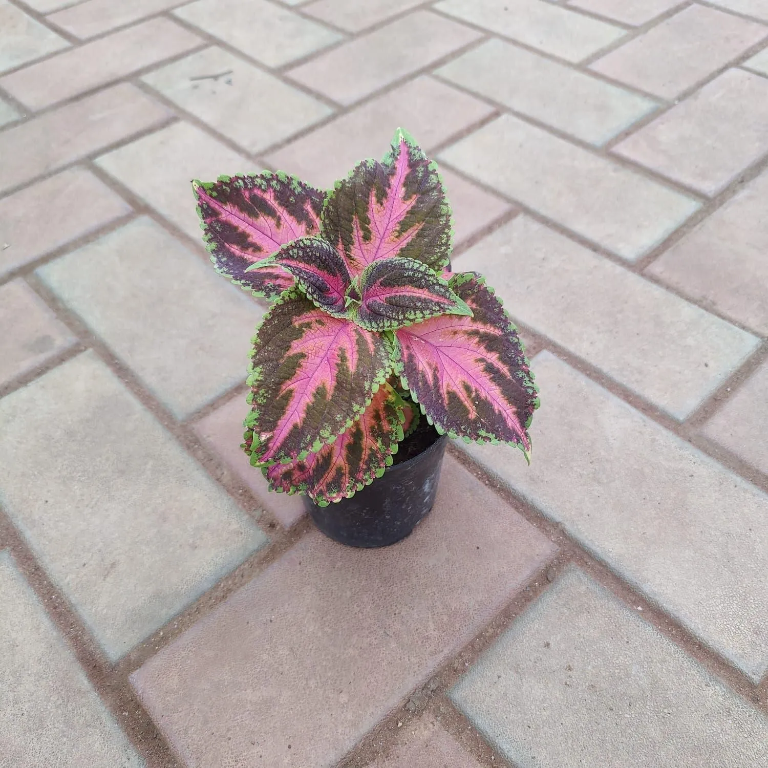 Coleus Tricolour in 4 Inch Nursery Pot