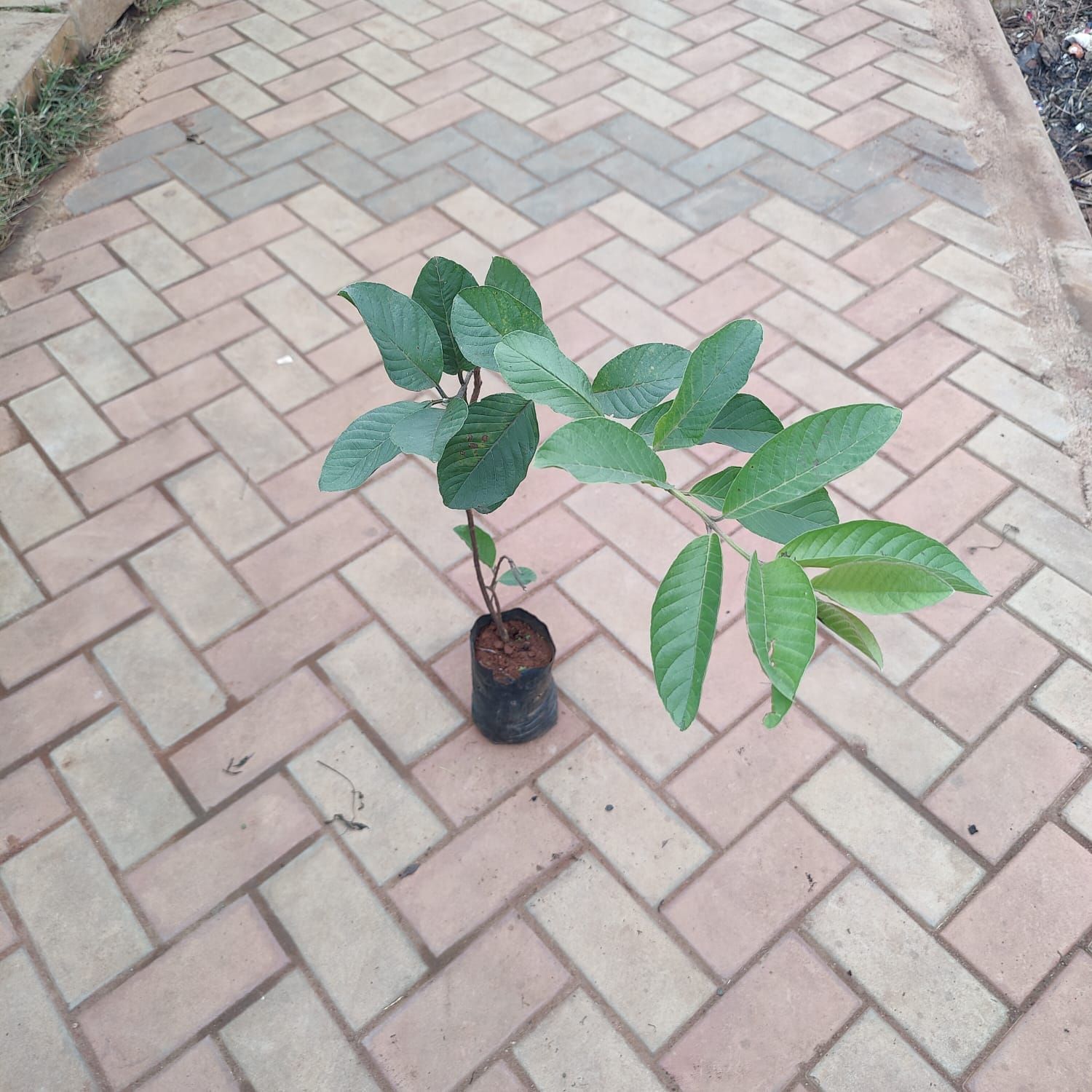 Guava (~ 1.5 ft) in 3 Inch Nursery Bag