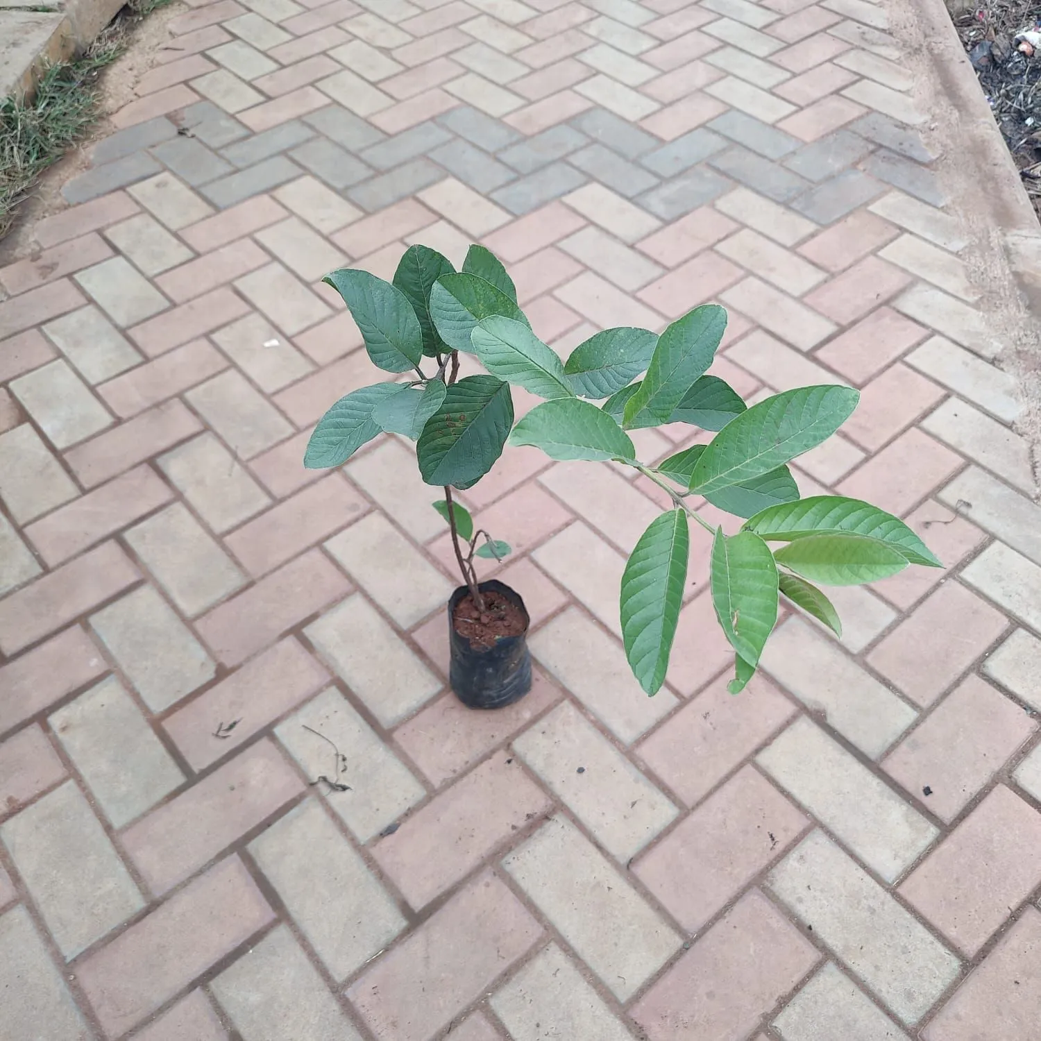 Guava (~ 1.5 ft) in 3 Inch Nursery Bag