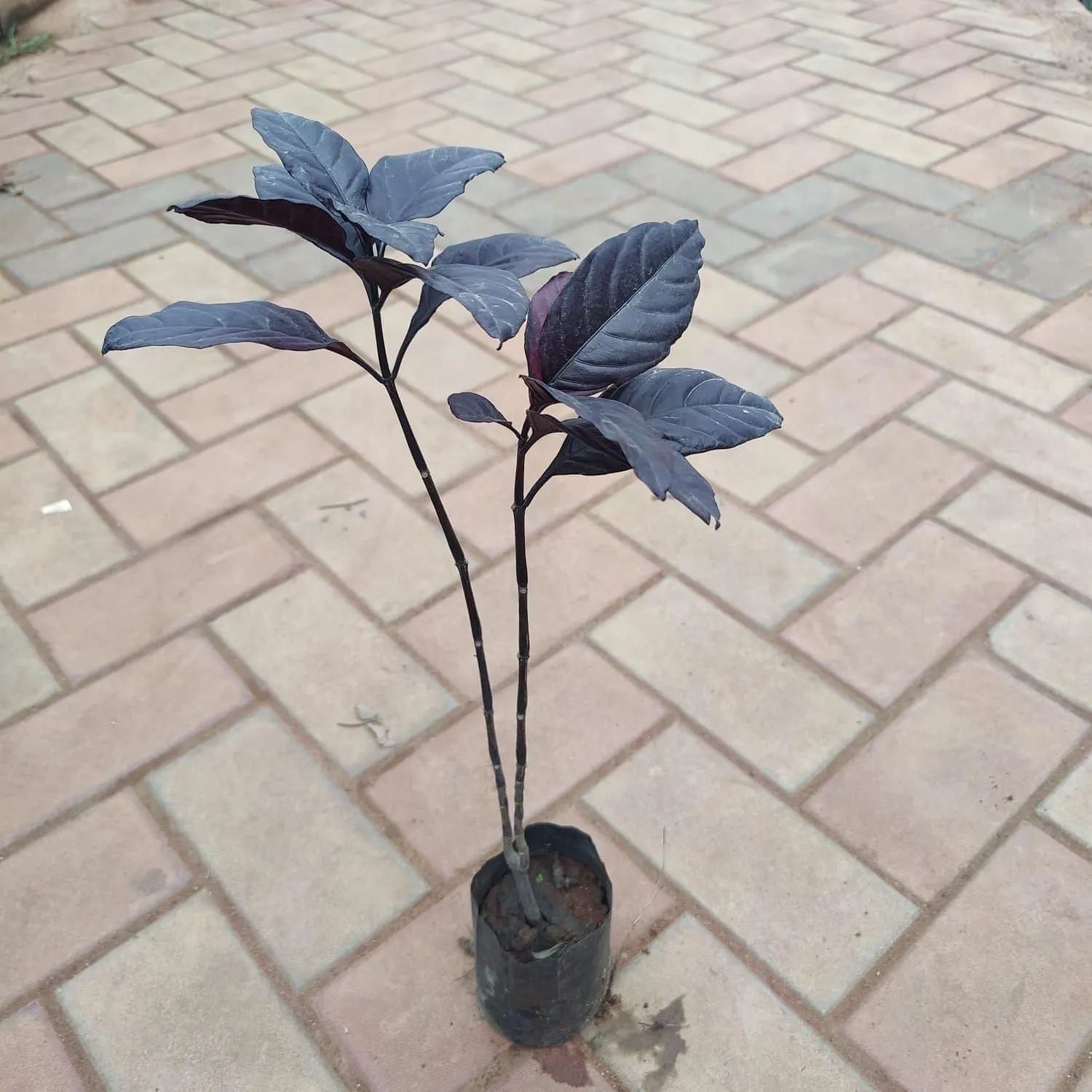 Duranta in 4 Inch Nursery Bag