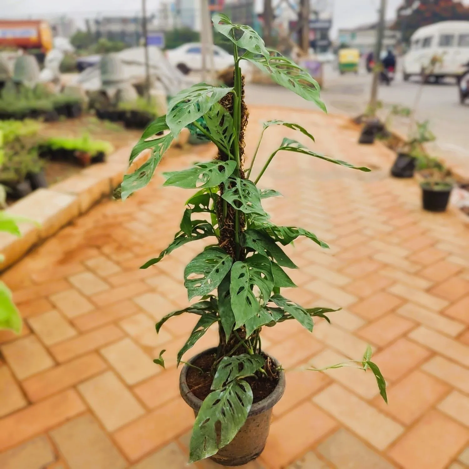 Monstera Broken / Adansonii Heart in 10 Inch Nursery Pot