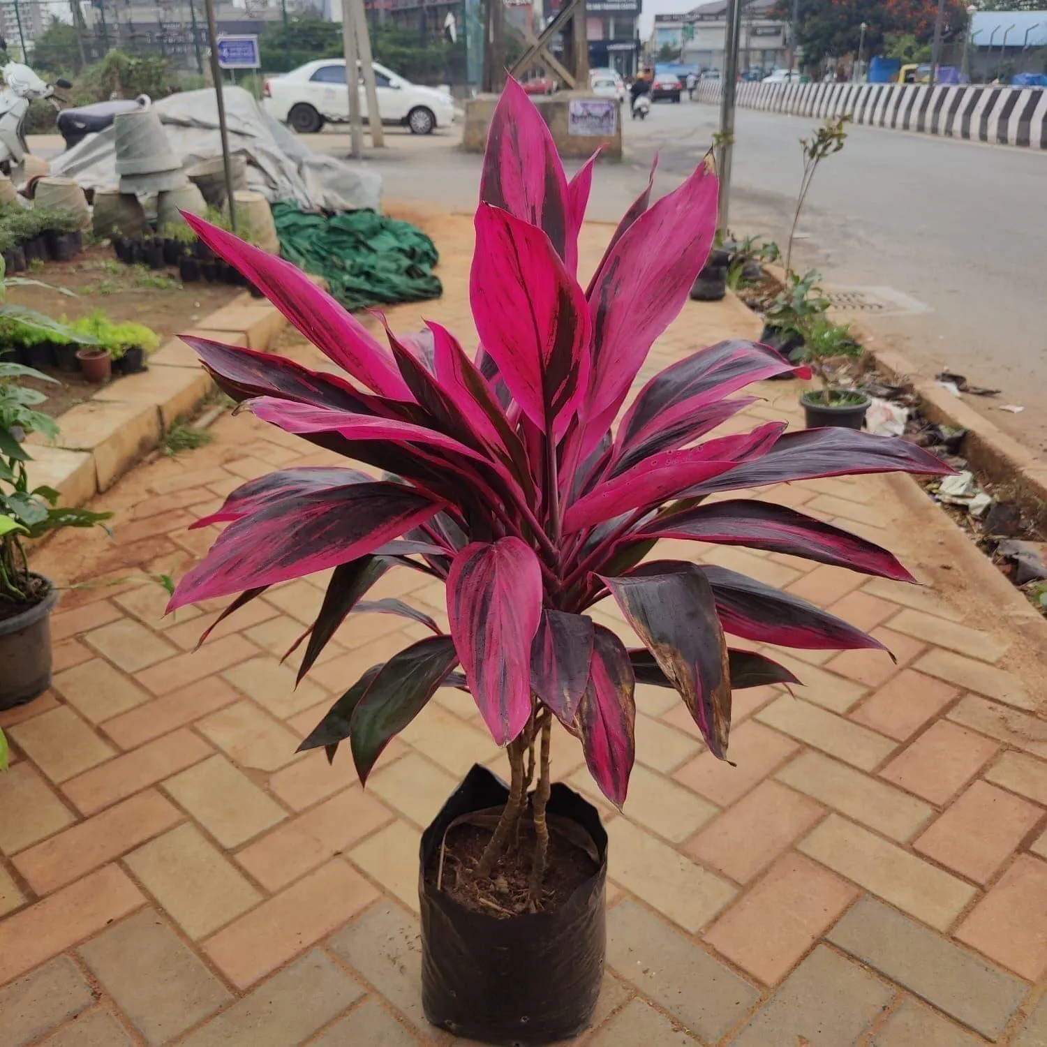 Dracaena Kedarnath Red in 13 Inch Nursery Bag