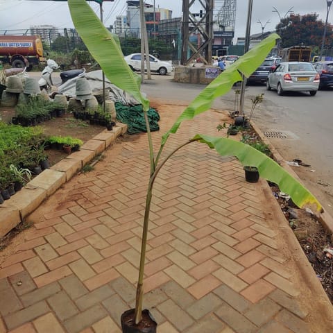 Banana Plant (~1 ft) in 6 Inch Live Plant Nursery Bag