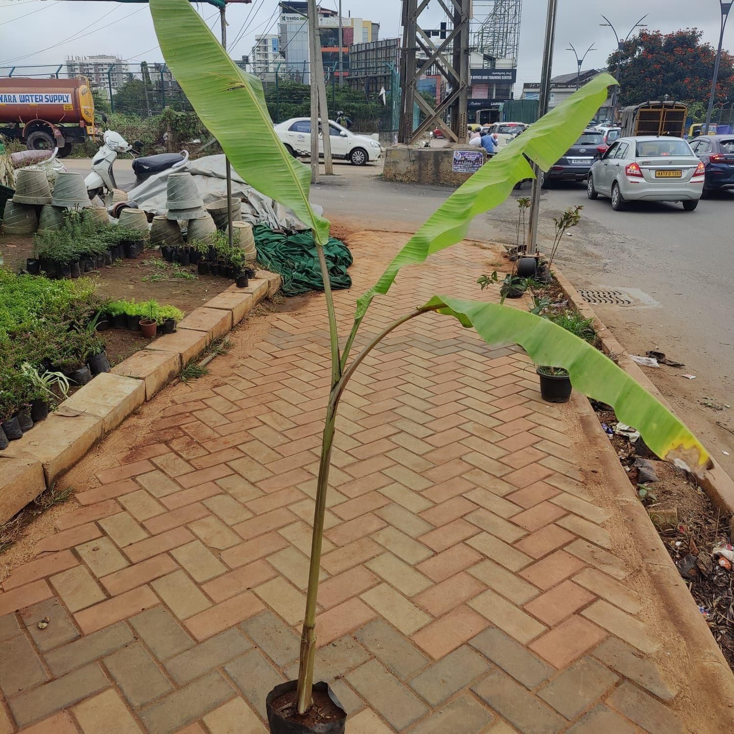 Banana Plant (~1 ft) in 6 Inch Nursery Bag