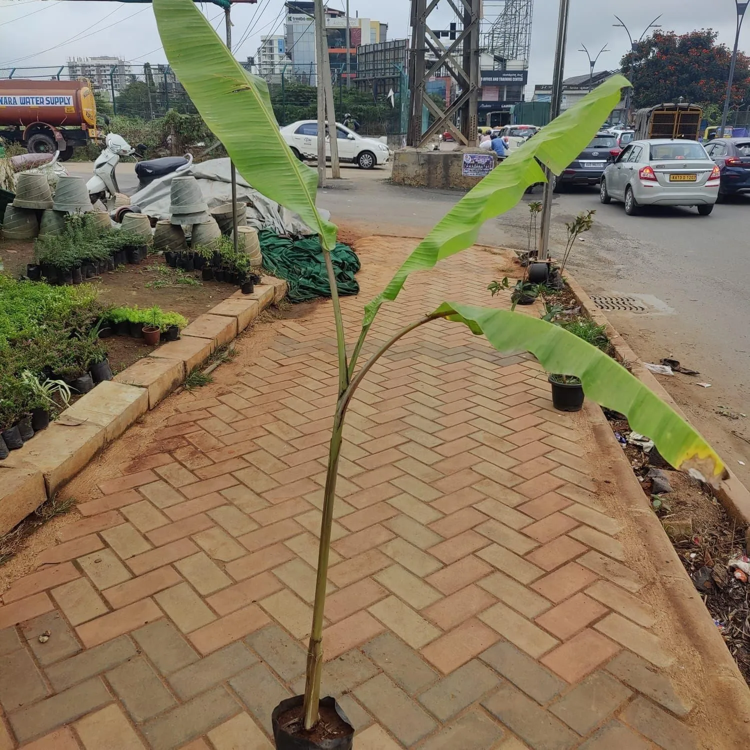 Banana Plant (~1 ft) in 6 Inch Nursery Bag
