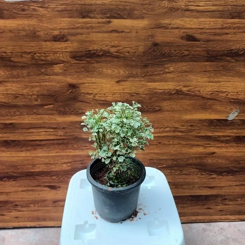 Polyscias Plant in 3 Inch Nursery Pot