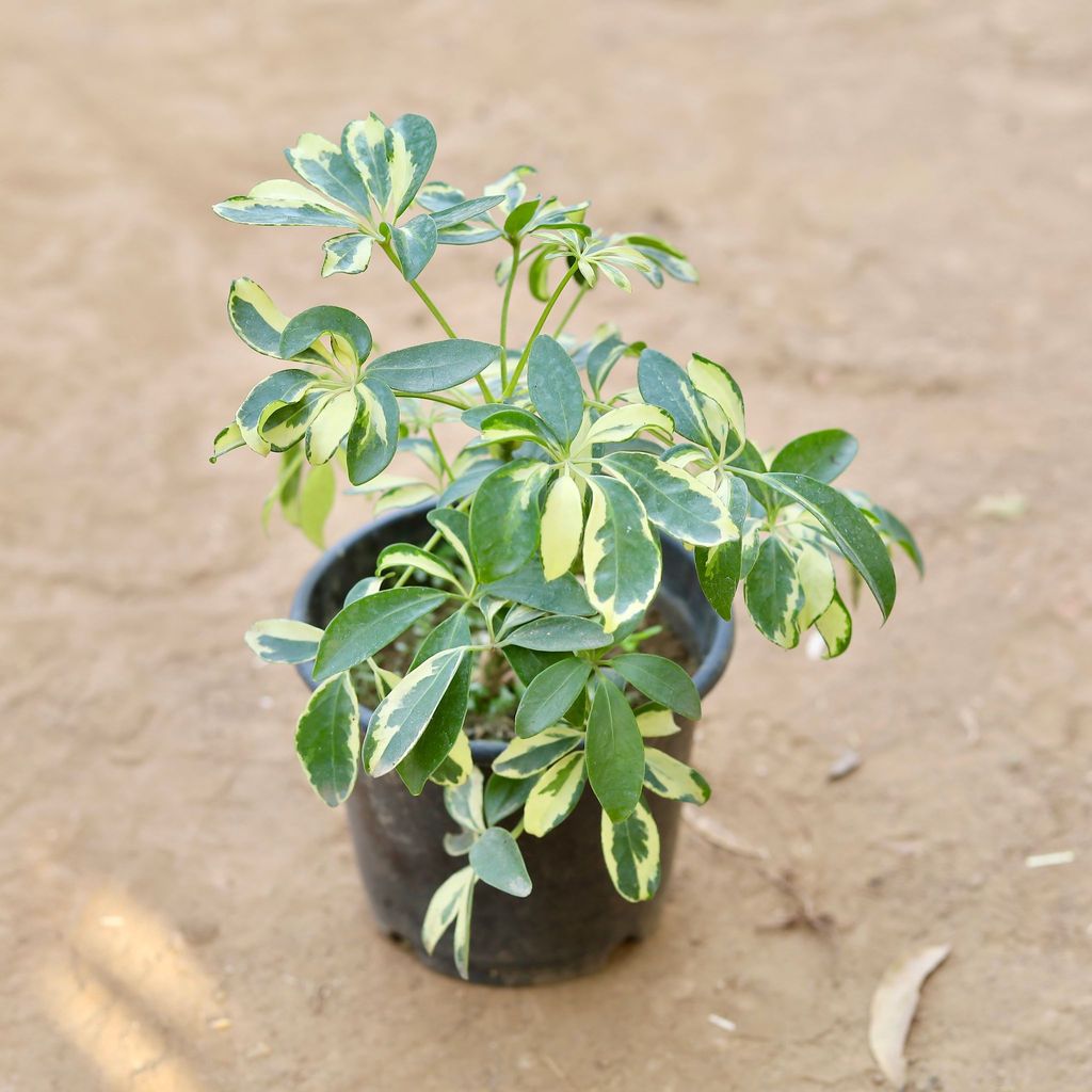 Schefflera White Green Dwarf in 4 Inch Nursery Pot Schefflera White Green Dwarf in 4 Inch Nursery Pot
