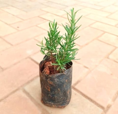 RoseMary in 4 Inch Nursery Bag