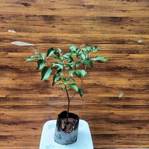 Hamelia Partens / Firebush Plant (any colour) in 4 Inch Nursery Pot