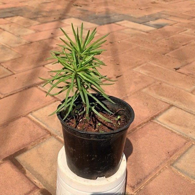 Pencil Succulent in 4 Inch Nursery Pot