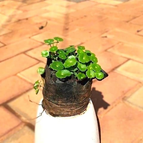 Brahmi Dollar Plant in 4 Inch Nursery Bag