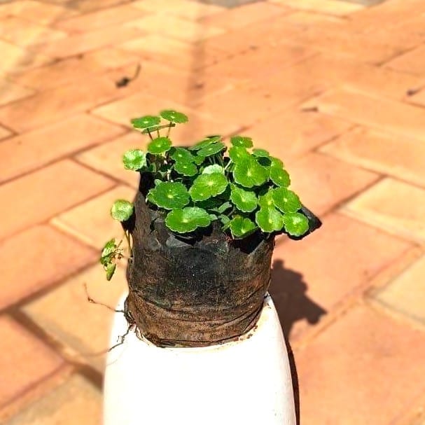 Brahmi Dollar Plant in 4 Inch Nursery Bag