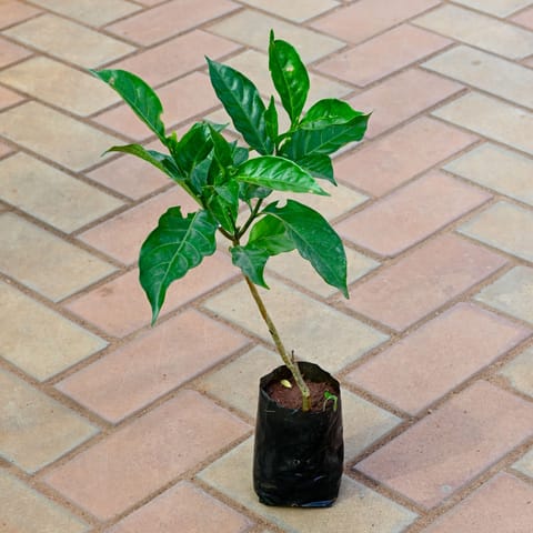Chandni (any colour) in 4 Inch Live Plant Nursery Bag
